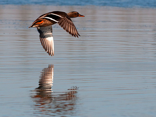 Racconigi anatre in volo